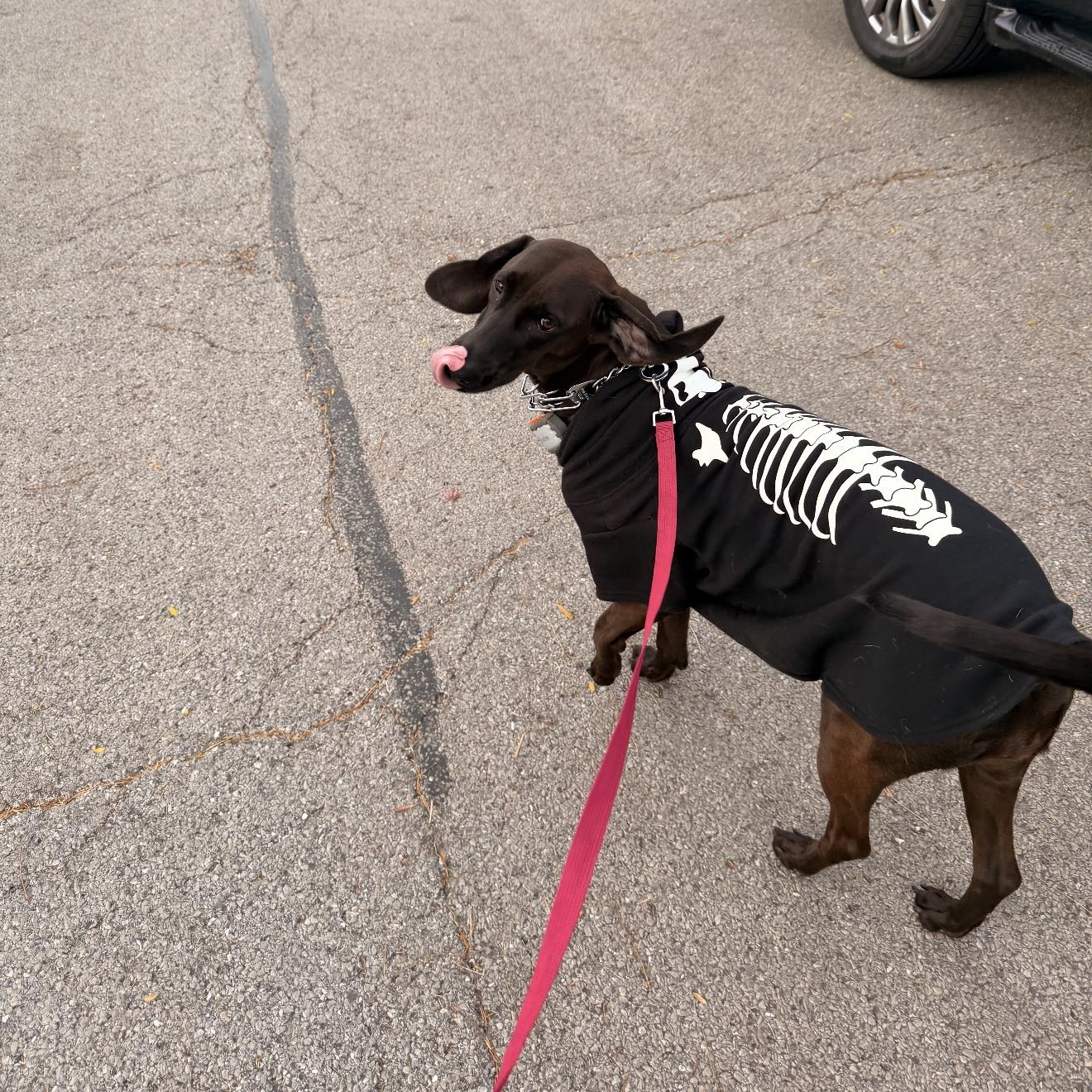 Enlarge Molly, a Adoptable mixed breed in Hagerstown, MD image 4/6