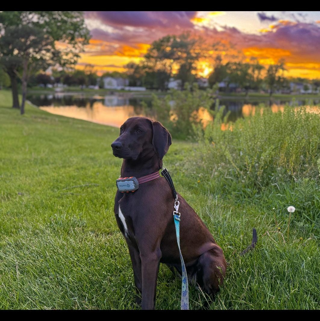 Enlarge Molly, a Adoptable mixed breed in Hagerstown, MD image 2/6