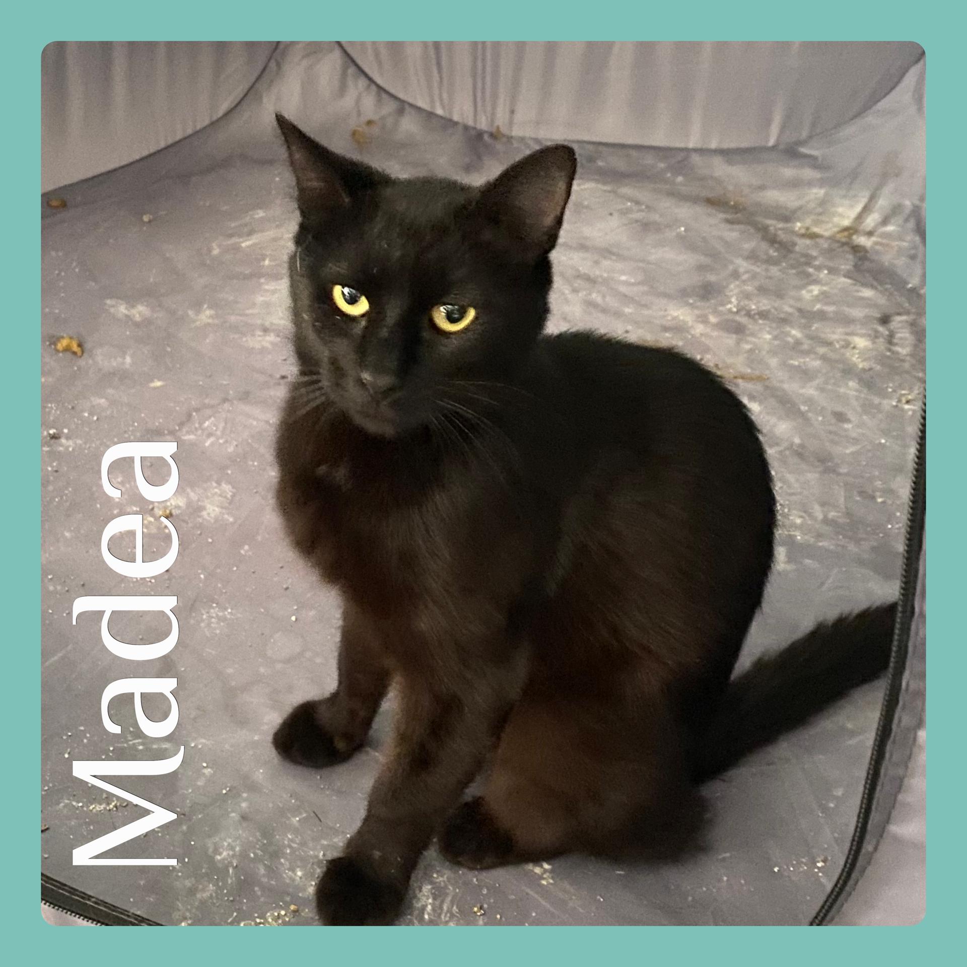 MADEA, an adoptable Tabby in Lawton, OK, 73505 | Photo Image 1