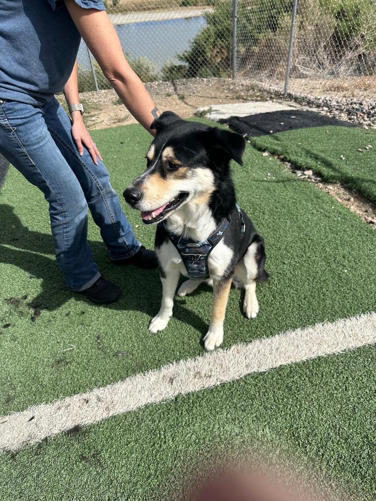 Enlarge Bear, a Adoptable mixed breed in Green River, WY image 1/1