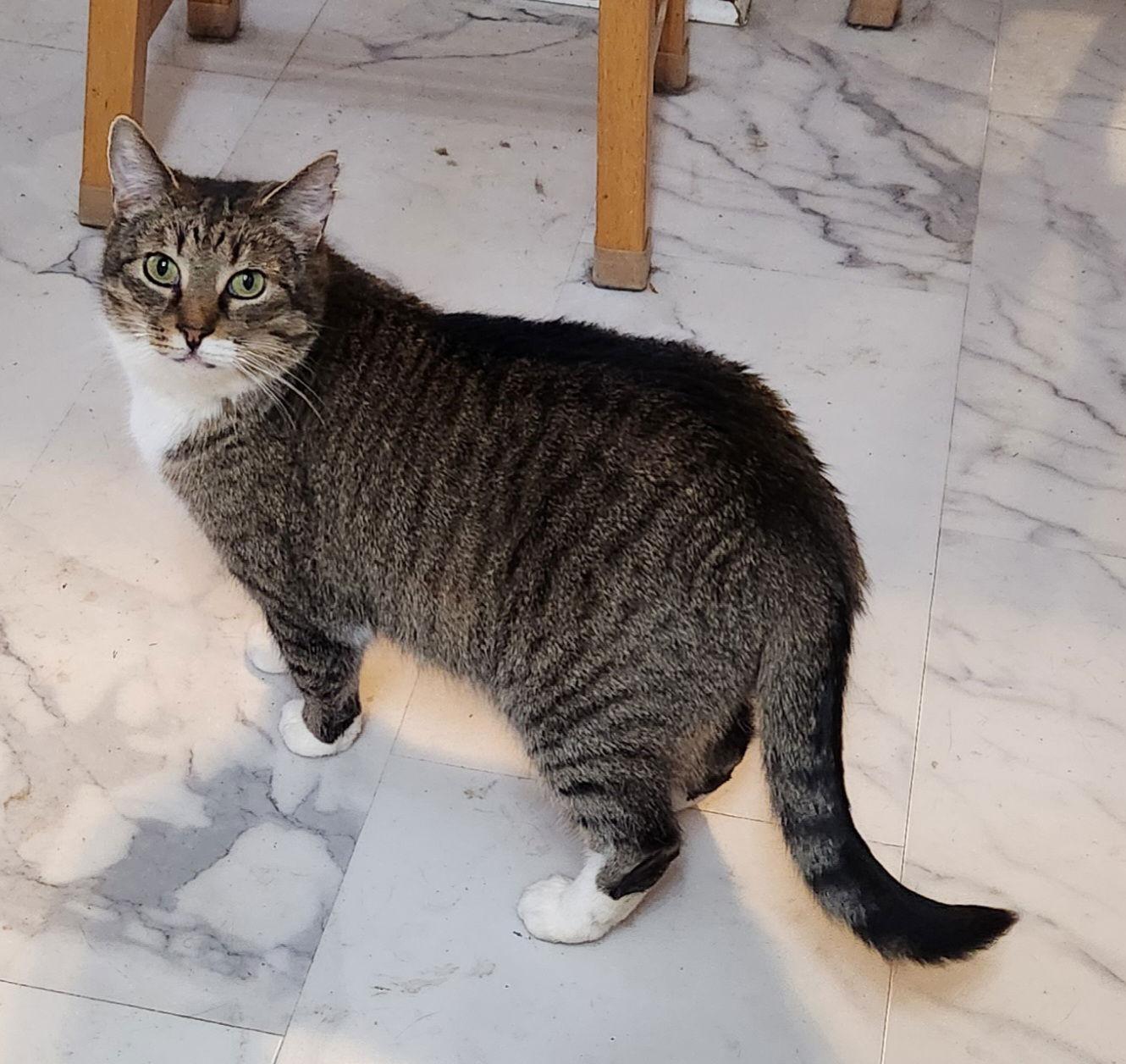 Enlarge Dixie  (25-101), a Adoptable Domestic Short Hair in Ocean Pines, MD image 1/2