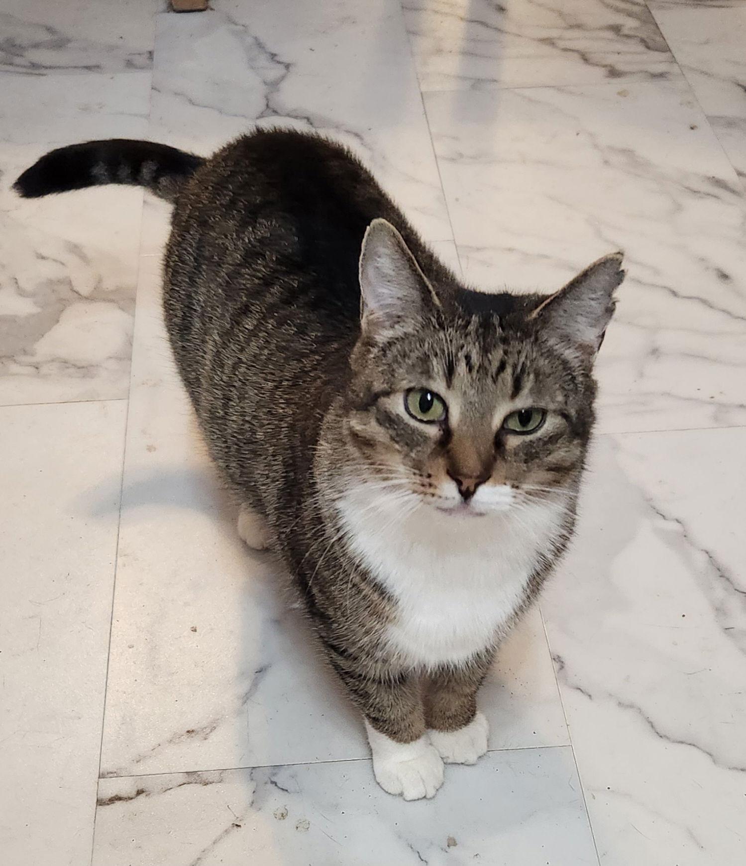 Enlarge Dixie  (25-101), a Adoptable Domestic Short Hair in Ocean Pines, MD image 2/2