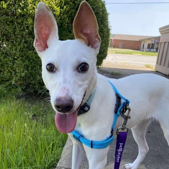Niblet, Adoptable, Adult Male Jack Russell Terrier.