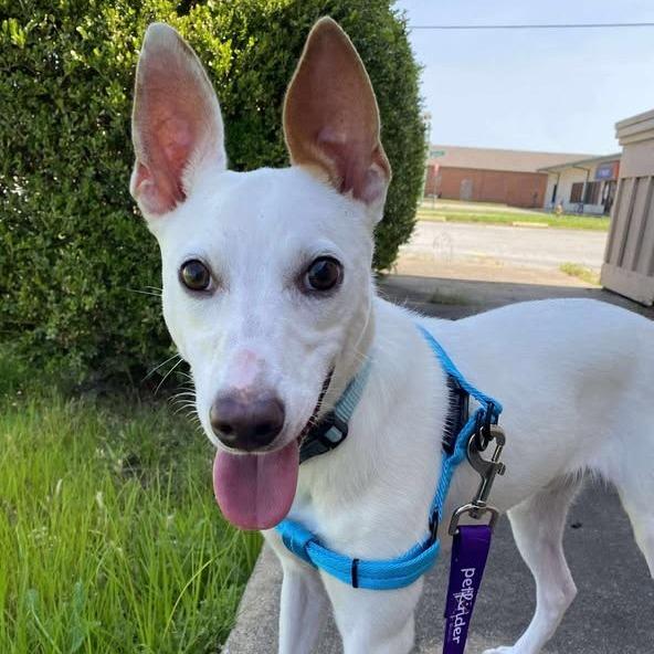 Enlarge Niblet, a Adoptable Jack Russell Terrier in Vinita, OK image 4/6