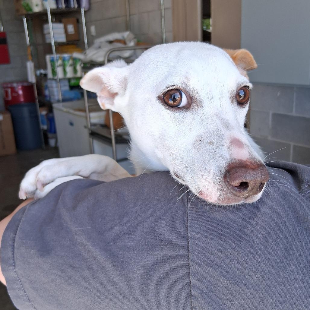 Enlarge Niblet, a Adoptable Jack Russell Terrier in Vinita, OK image 5/6