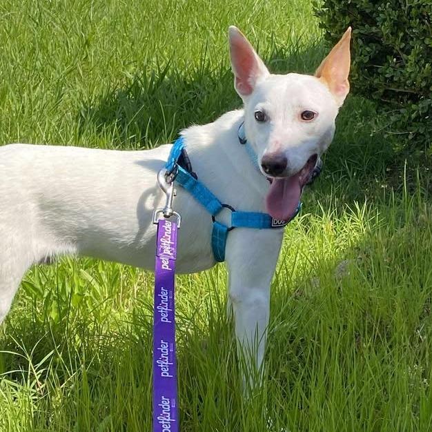 Enlarge Niblet, a Adoptable Jack Russell Terrier in Vinita, OK image 6/6