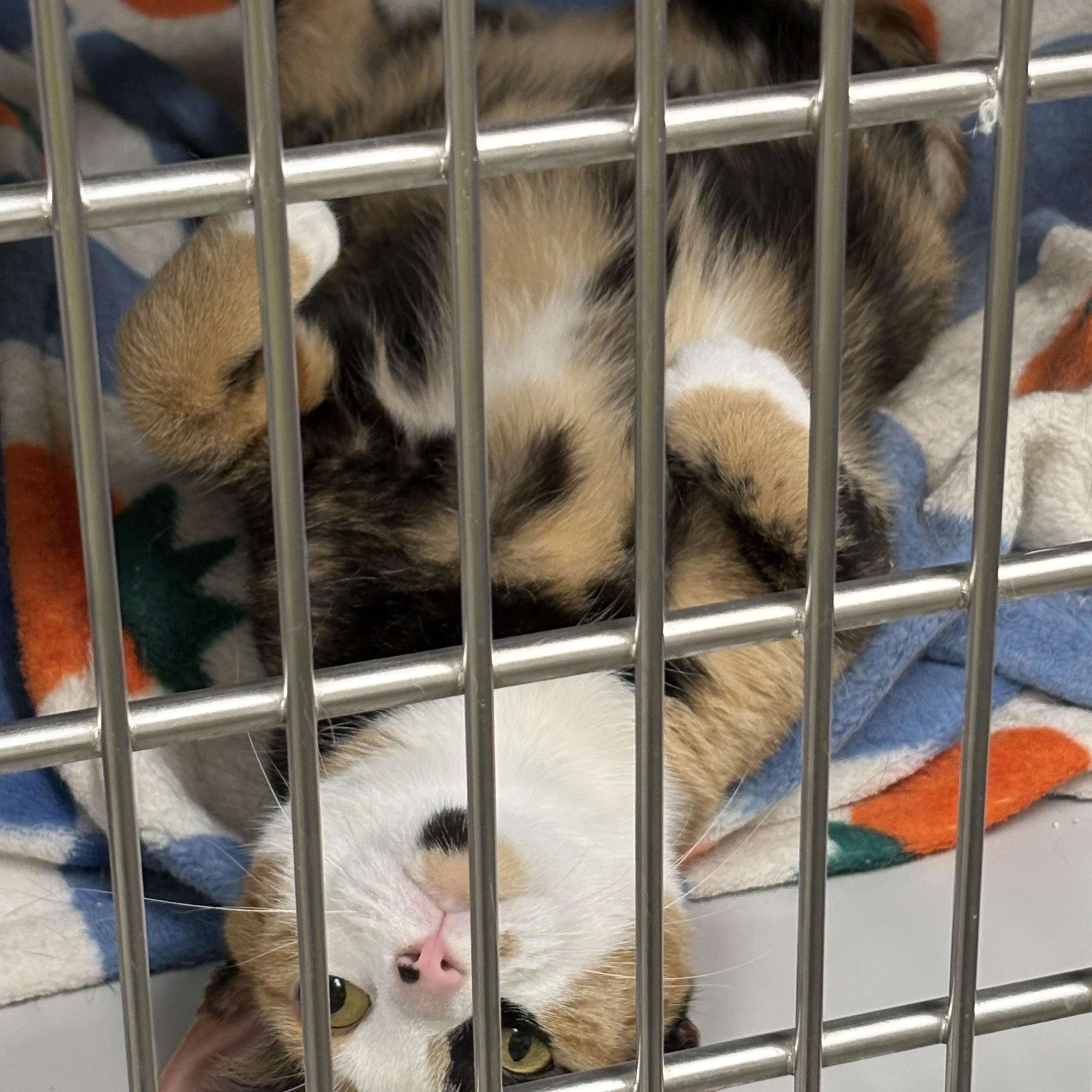 Enlarge Cali, a ADOPTABLE Calico in Athol, MA image 3/3