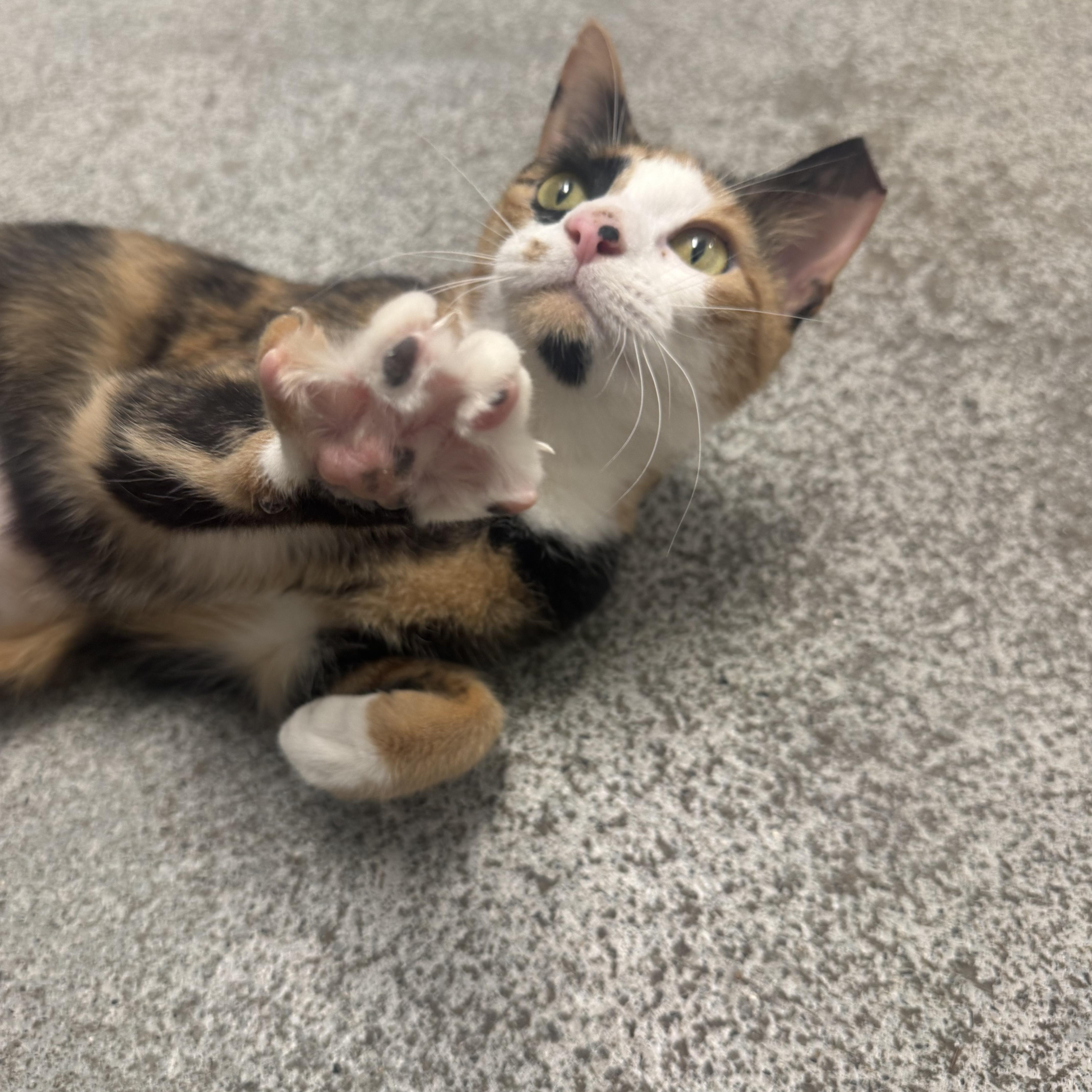 Cali, ADOPTABLE, Young Female Calico.