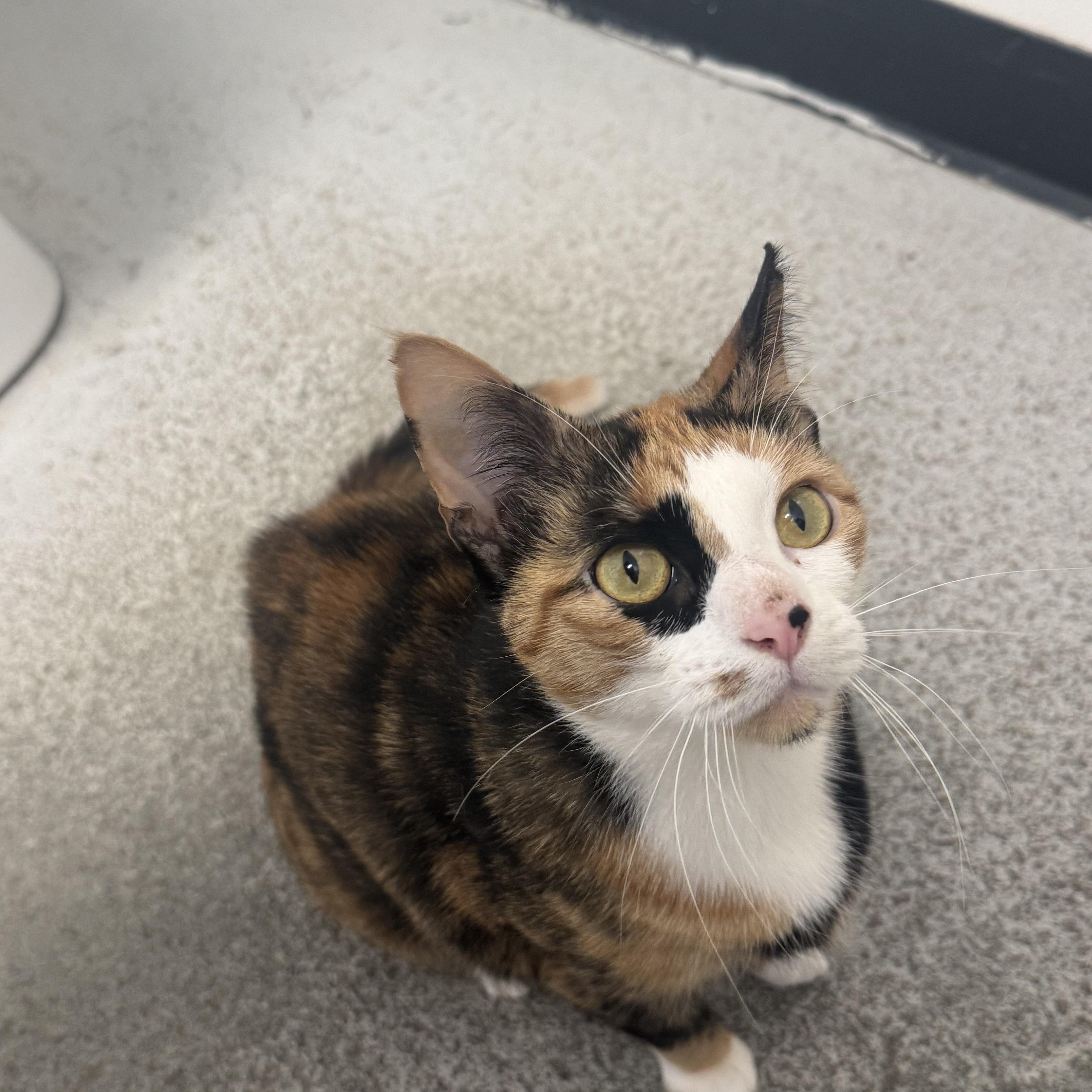 Enlarge Cali, a ADOPTABLE Calico in Athol, MA image 2/3