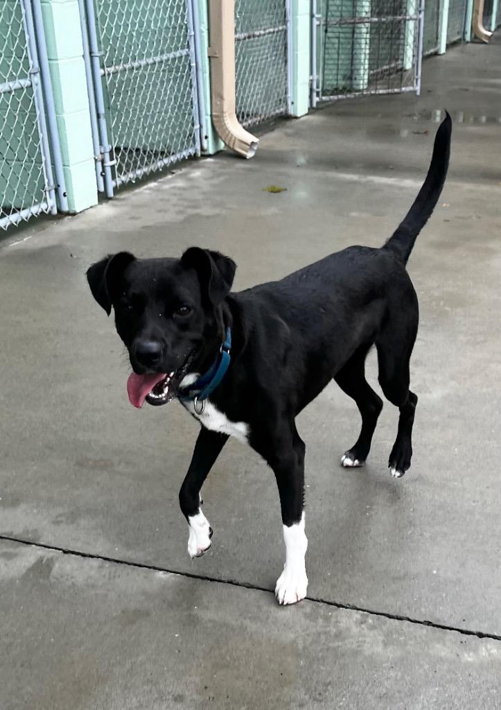 Dillon, Adoptable, Adult Male Retriever.