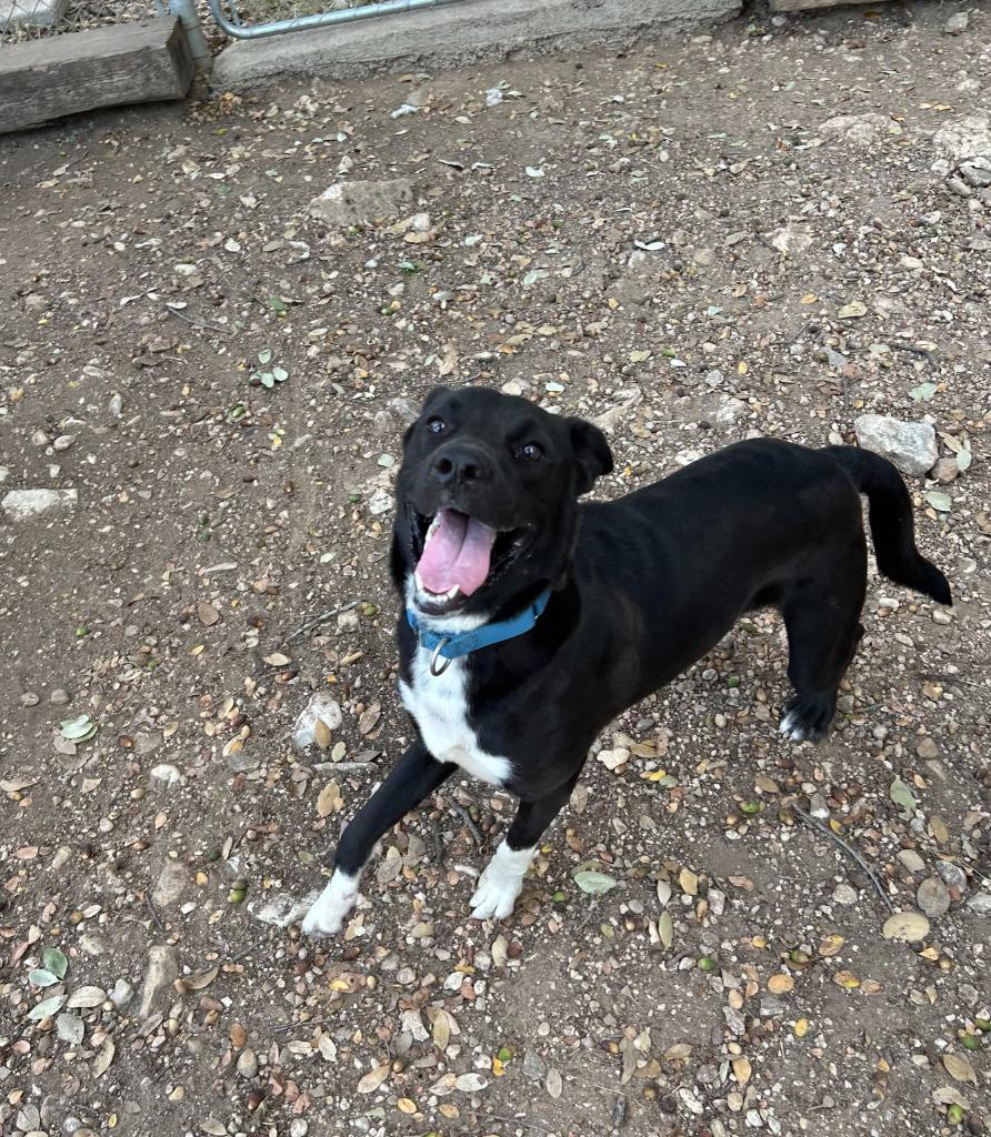 Enlarge Dillon, a Adoptable Retriever in Blountville, TN image 2/6