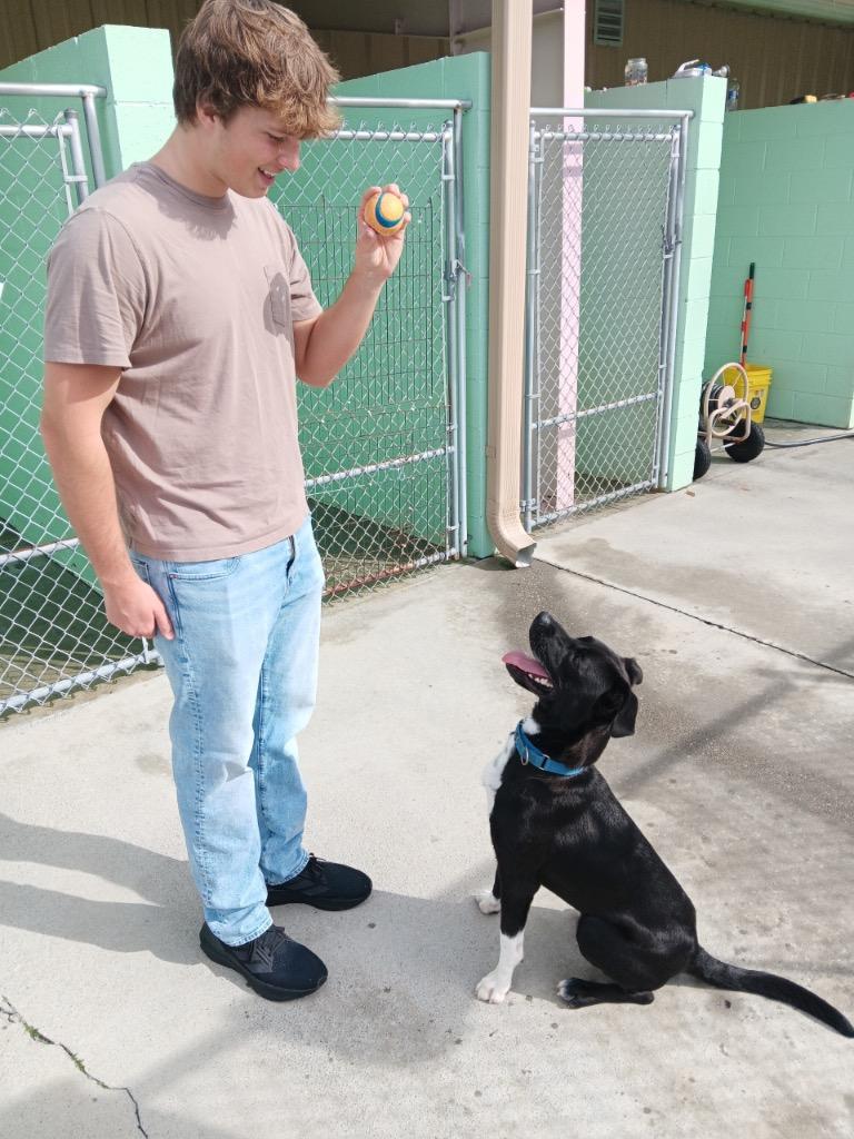 Dillon, Adoptable, Adult Male Retriever.