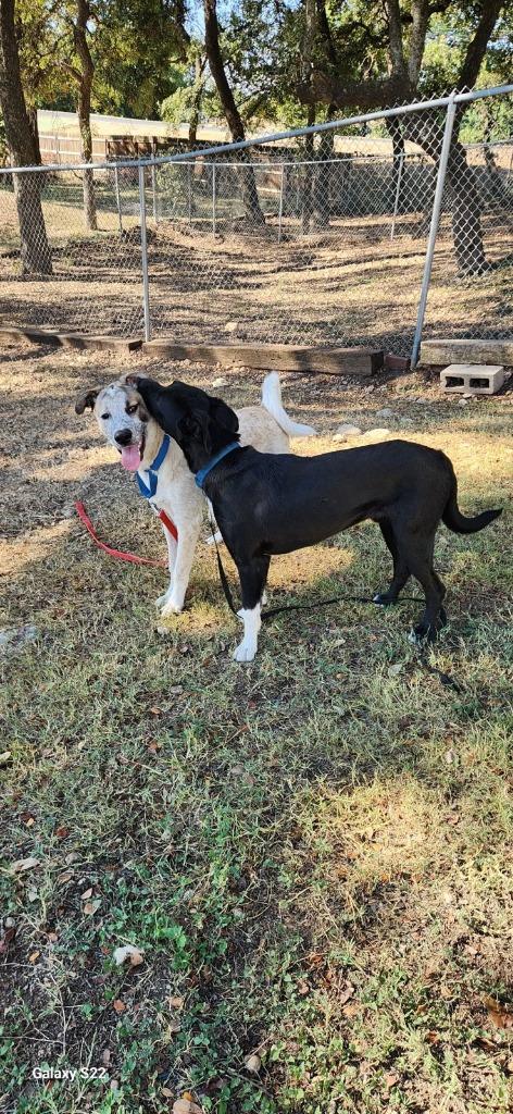 Enlarge Dillon, a Adoptable Retriever in Blountville, TN image 3/6