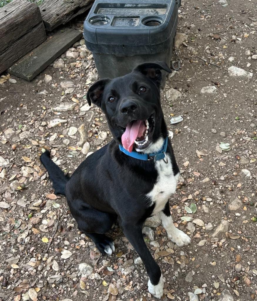 Enlarge Dillon, a Adoptable Retriever in Blountville, TN image 4/6