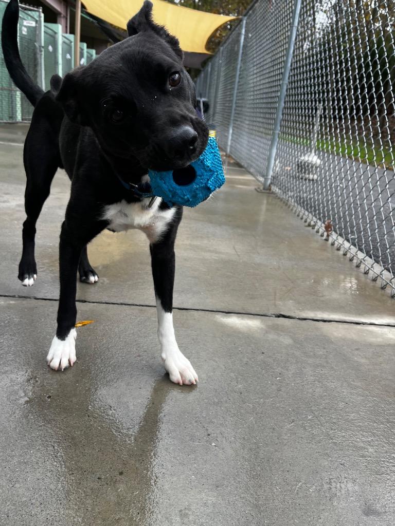 Enlarge Dillon, a Adoptable Retriever in Blountville, TN image 6/6