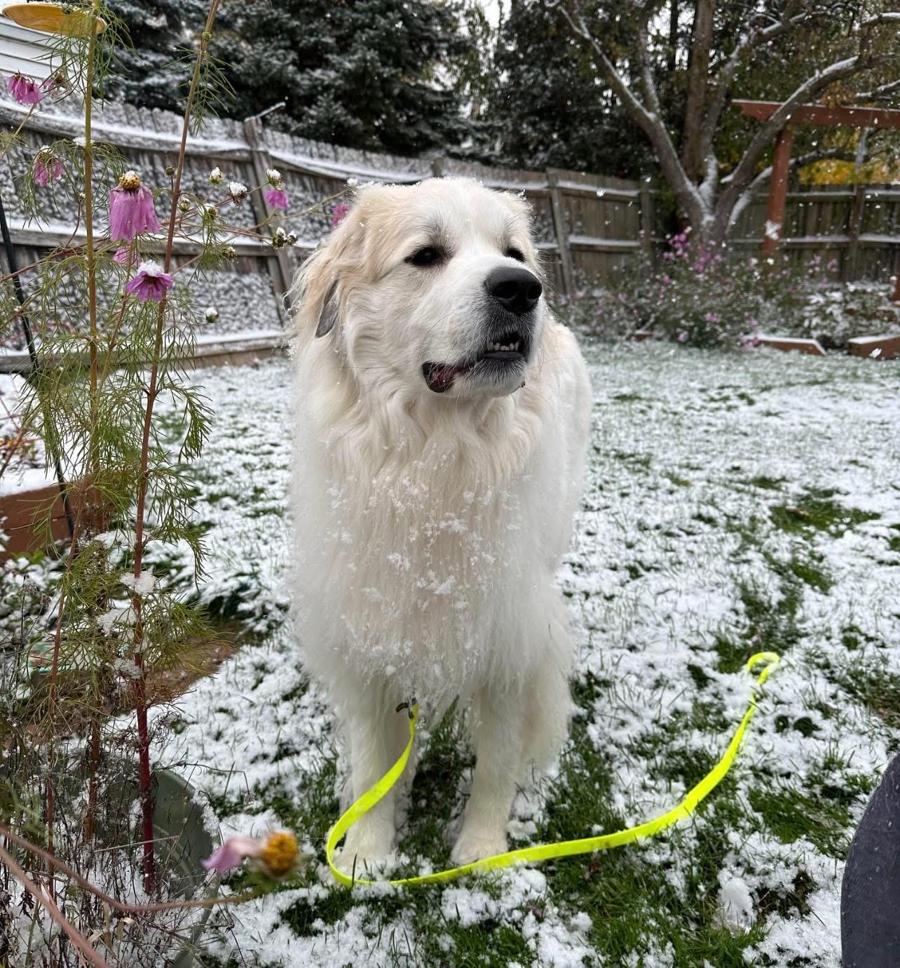 Enlarge Beef, a ADOPTABLE Great Pyrenees in Neshkoro, WI image 3/3
