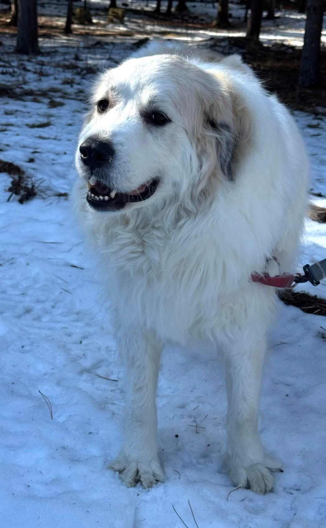 Enlarge Beef, a ADOPTABLE Great Pyrenees in Neshkoro, WI image 2/3
