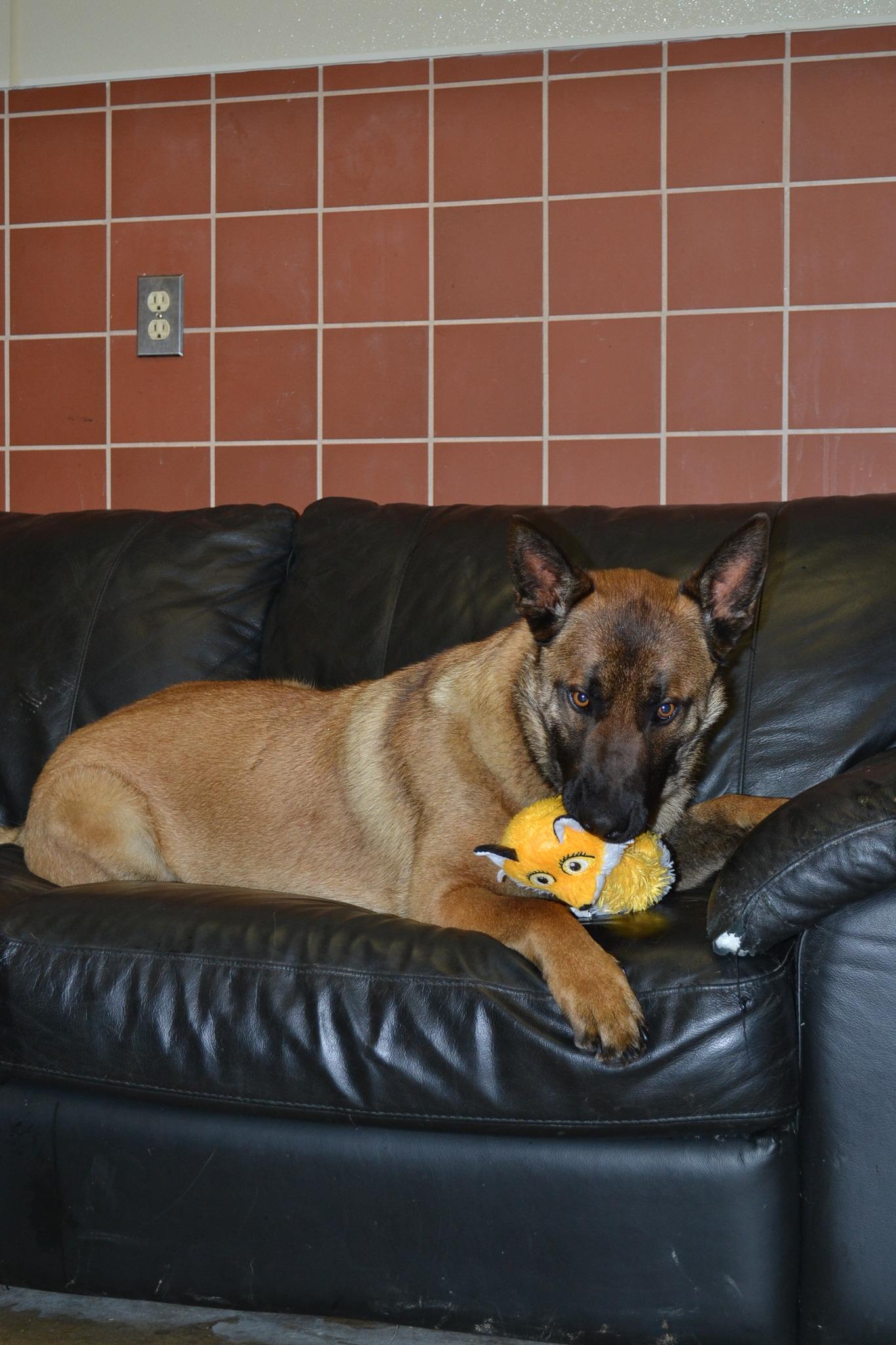 Conan, a ADOPTABLE mixed breed in Chardon, OH image 4/6