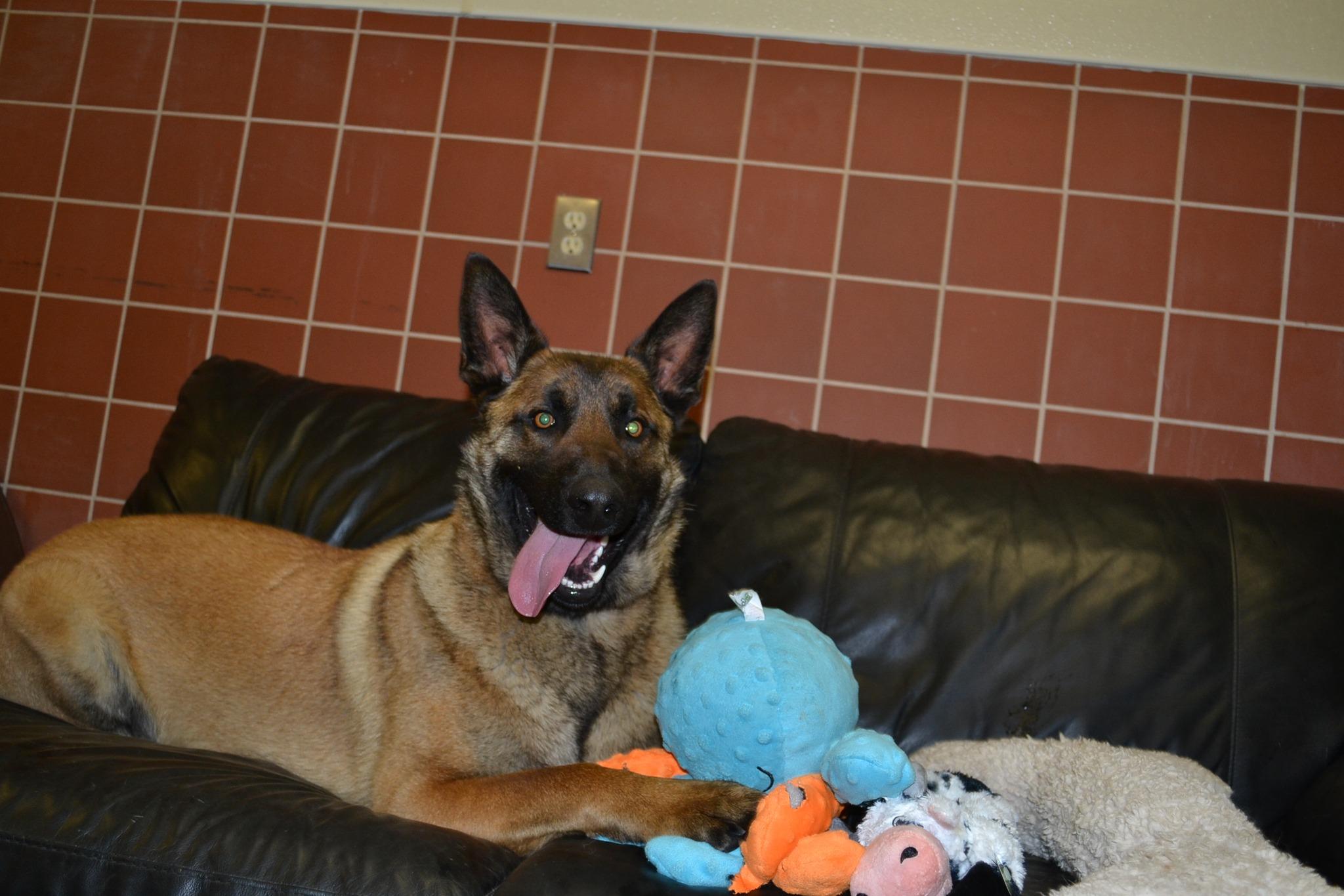 Conan, a ADOPTABLE mixed breed in Chardon, OH image 2/6