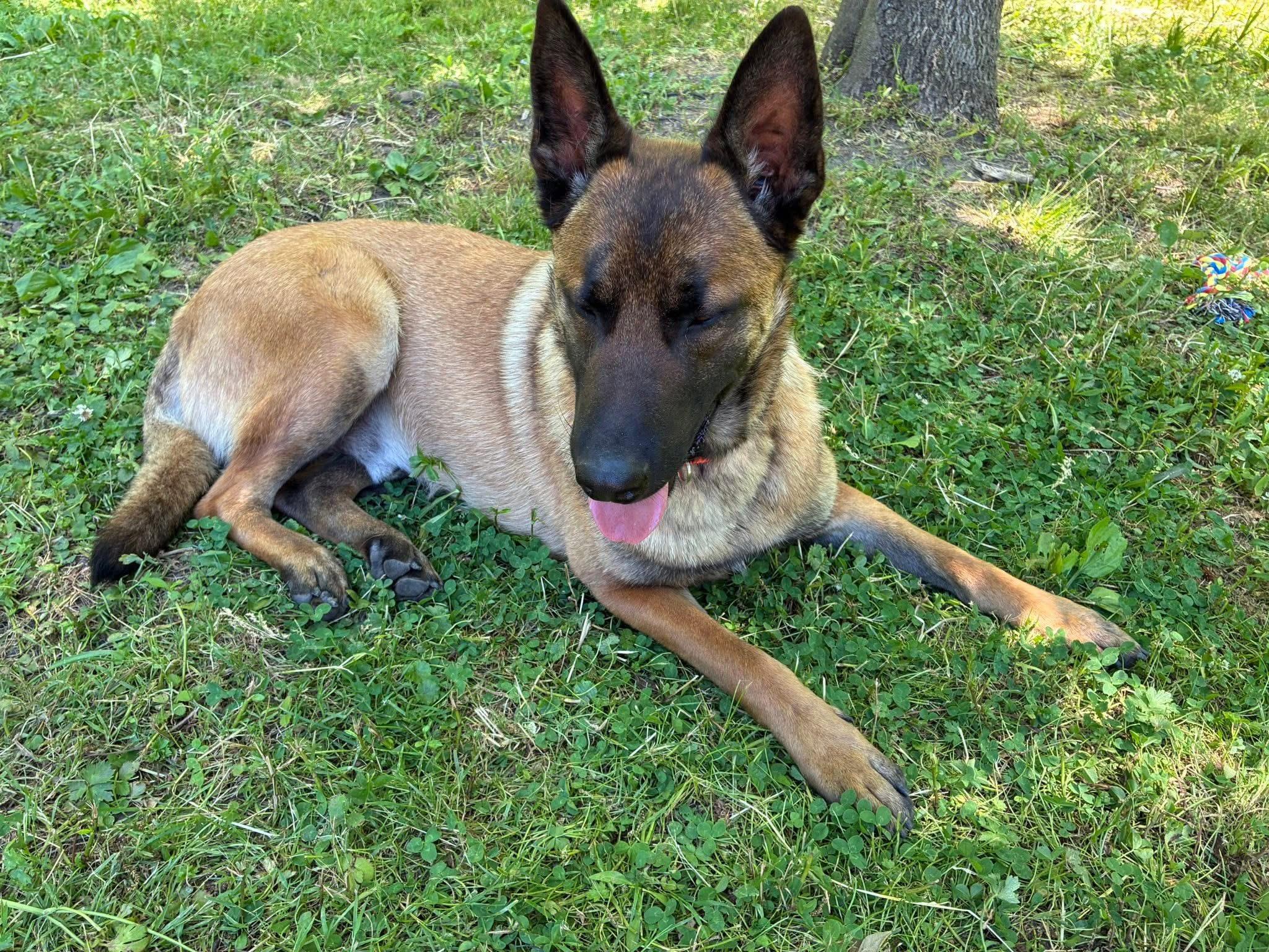 Conan, a ADOPTABLE mixed breed in Chardon, OH image 6/6