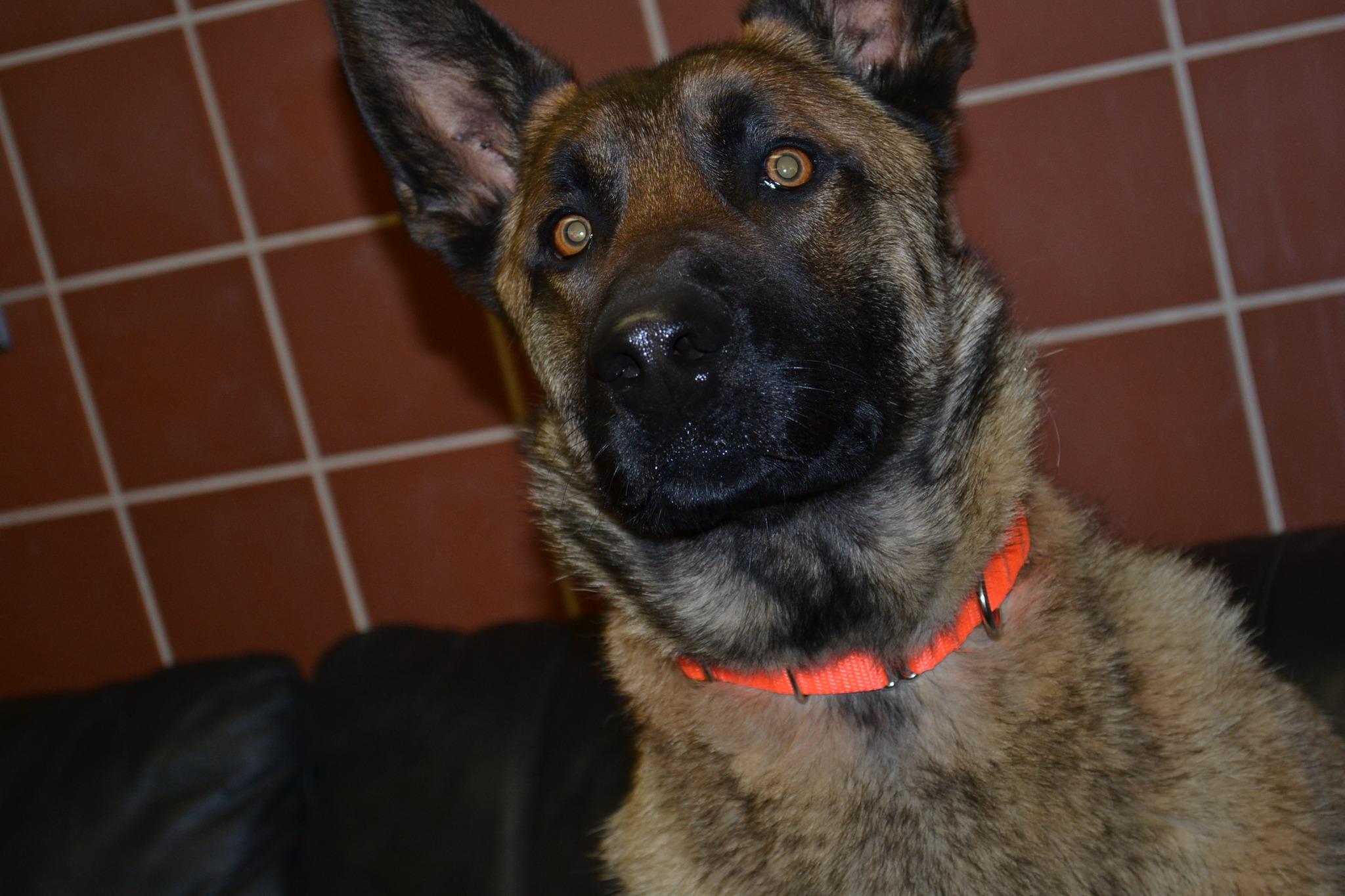 Conan, a ADOPTABLE mixed breed in Chardon, OH image 3/6