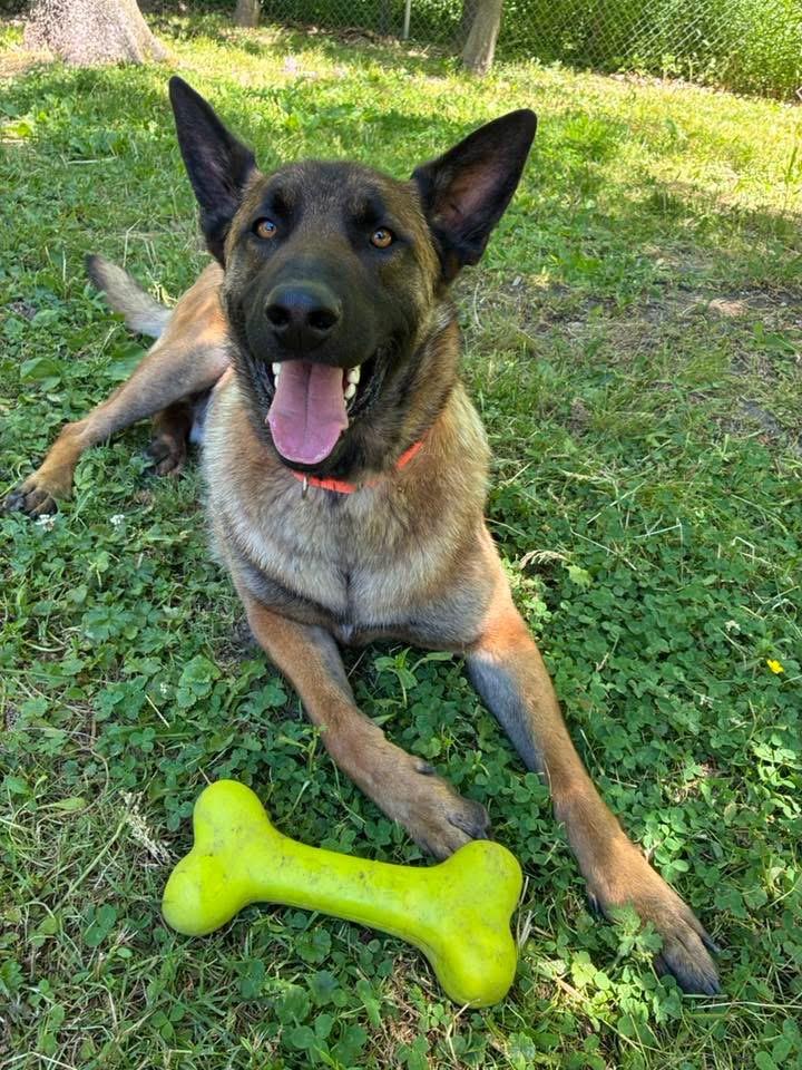 Conan, ADOPTABLE, Young Male Belgian Shepherd / Malinois.