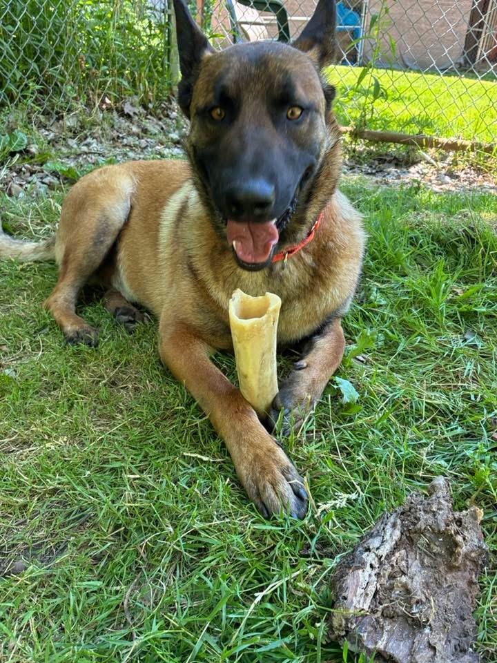 Conan, a ADOPTABLE mixed breed in Chardon, OH image 5/6
