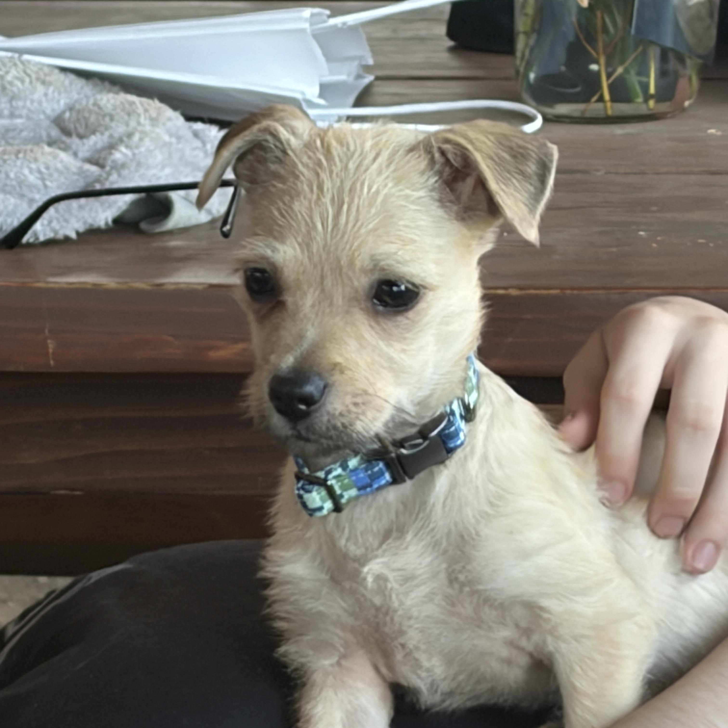 Birdie, an adopted Chihuahua in Murrieta, CA image 2/5