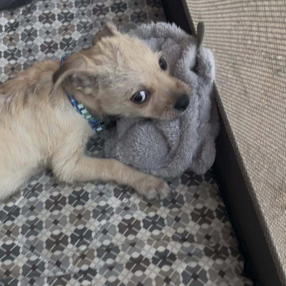 Birdie, an adopted Chihuahua in Murrieta, CA image 3/5