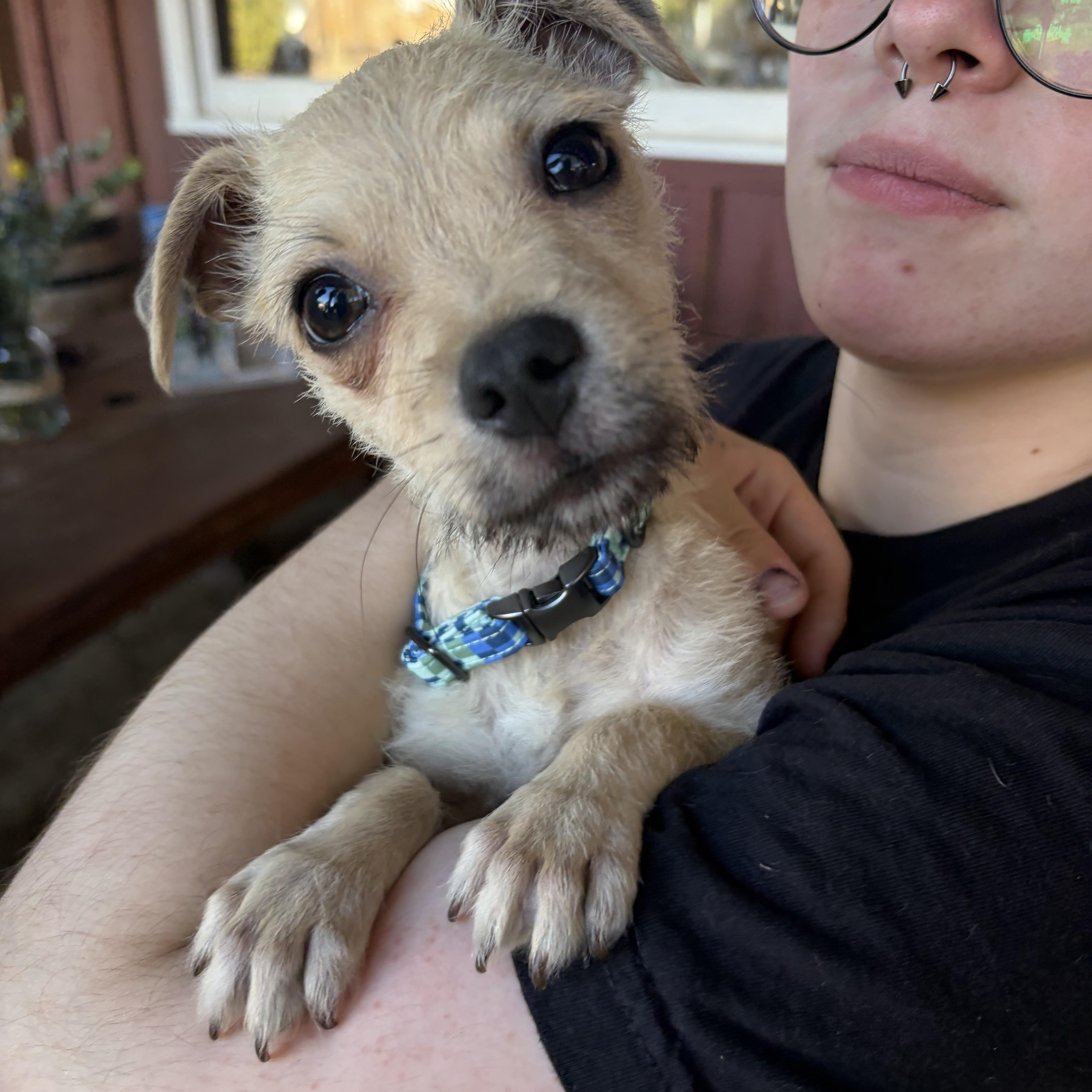 Birdie, an adopted Chihuahua in Murrieta, CA image 1/5