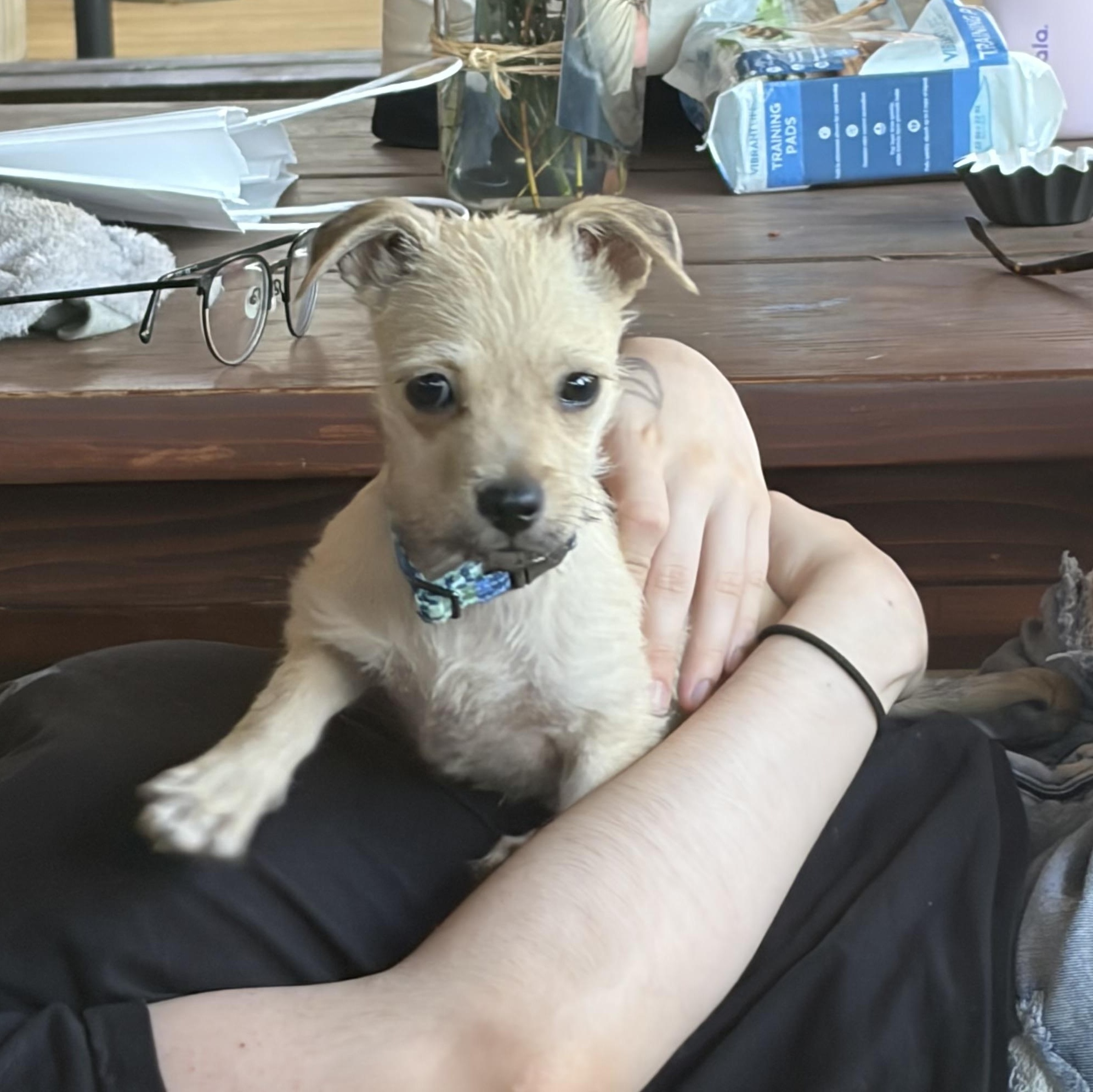 Birdie, an adopted Chihuahua in Murrieta, CA image 4/5