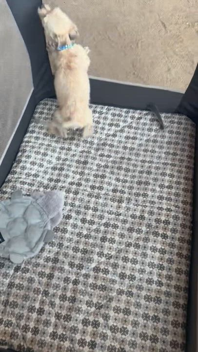 Enlarge Birdie, an adopted Chihuahua in Murrieta, CA video 5/5