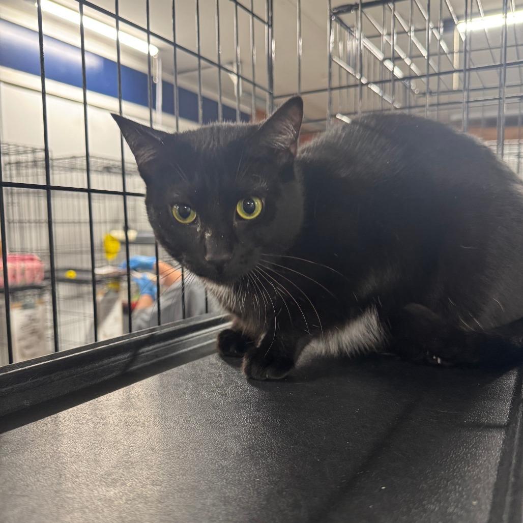 Chip ARC2025-100, Adoptable, Young Female Domestic Short Hair.