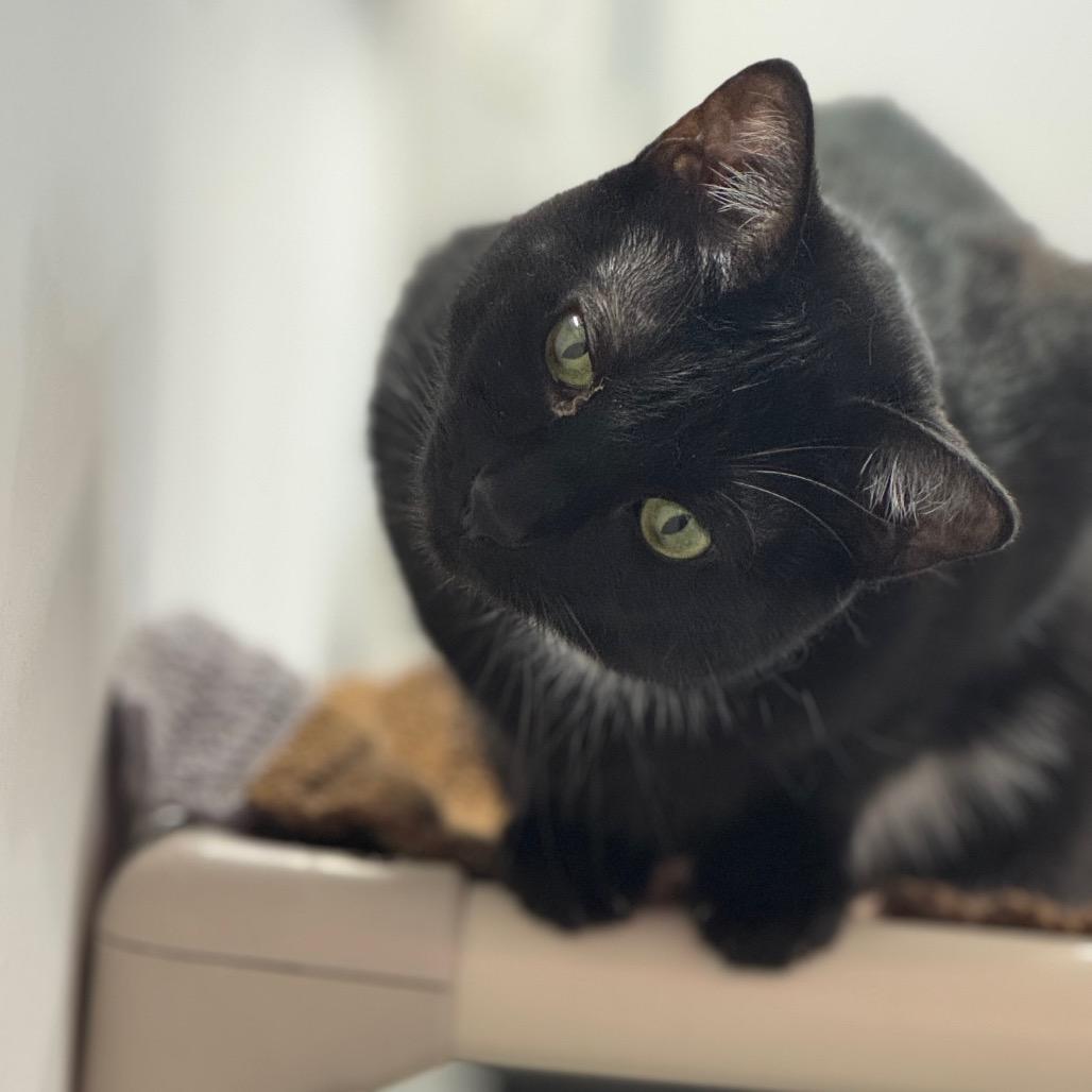 Enlarge Chip ARC2025-100, a Adoptable Domestic Short Hair in Akron, NY image 2/6
