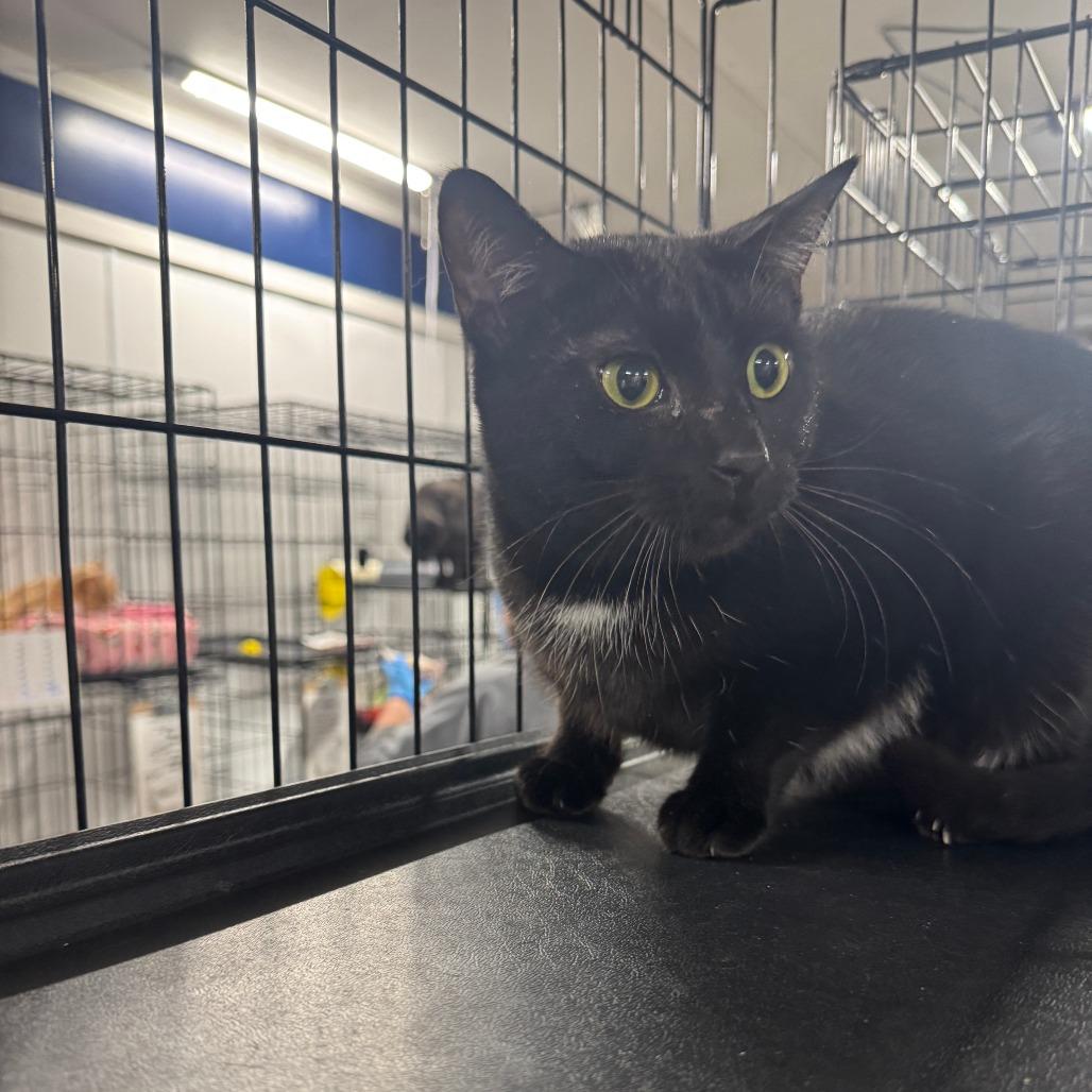 Enlarge Chip ARC2025-100, a Adoptable Domestic Short Hair in Akron, NY image 2/3