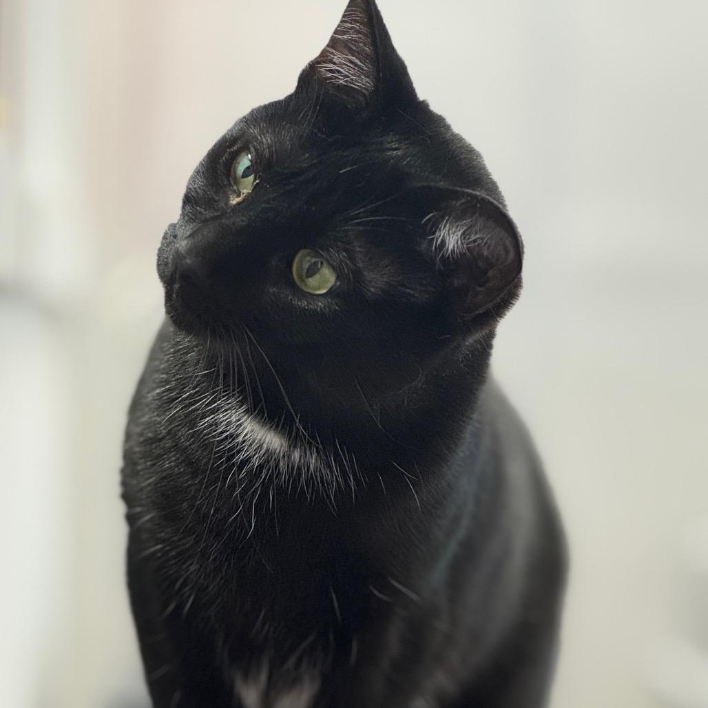 Enlarge Chip ARC2025-100, a Adoptable Domestic Short Hair in Akron, NY image 4/6