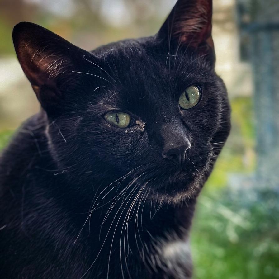 Chip ARC2025-100, a Adoptable Domestic Short Hair in Akron, NY image 3/4
