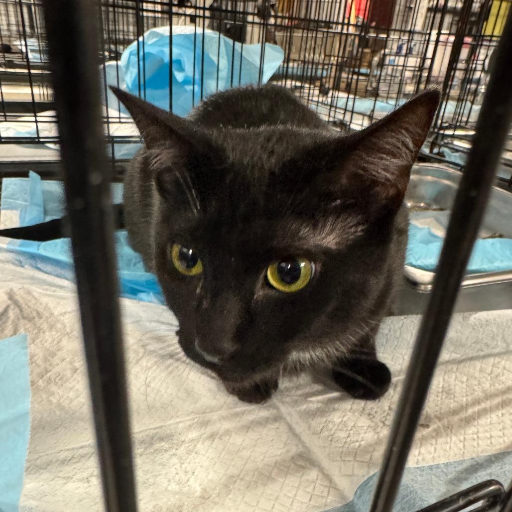 Enlarge Chip ARC2025-100, a Adoptable Domestic Short Hair in Akron, NY image 3/3