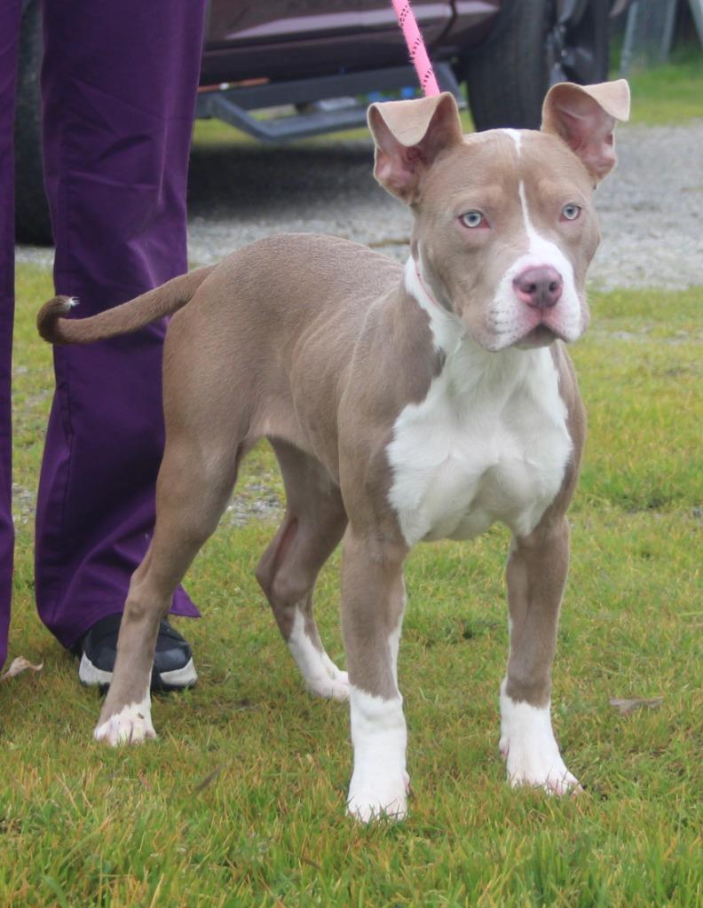 Bali, Adoptable, Puppy Female Pit Bull Terrier & Mixed Breed.