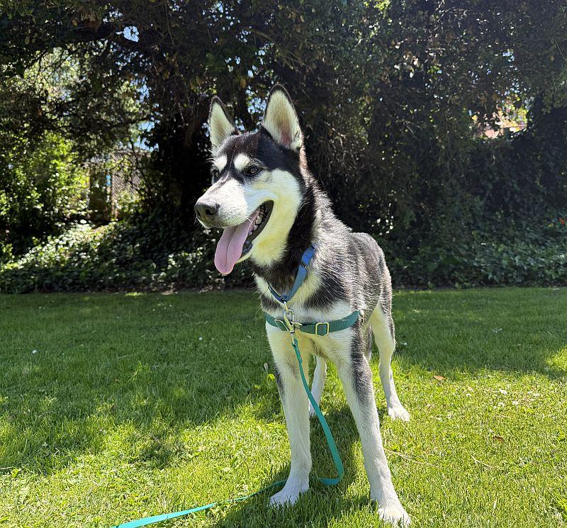 Arnold, adopted, Puppy Male Husky.