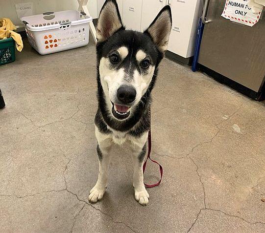 Arnold, an adopted Husky in Berkeley, CA image 6/6