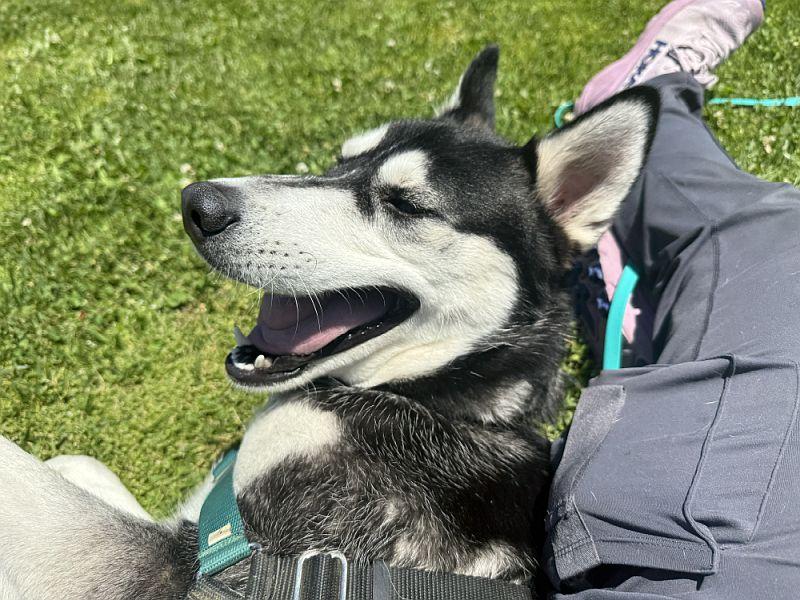 Arnold, an adopted Husky in Berkeley, CA image 3/6