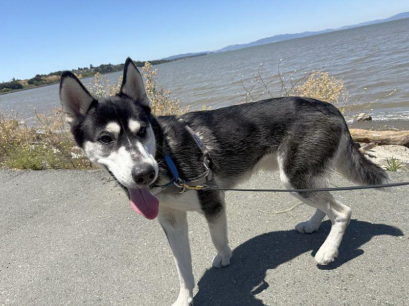 Arnold, an adopted Husky in Berkeley, CA image 4/6