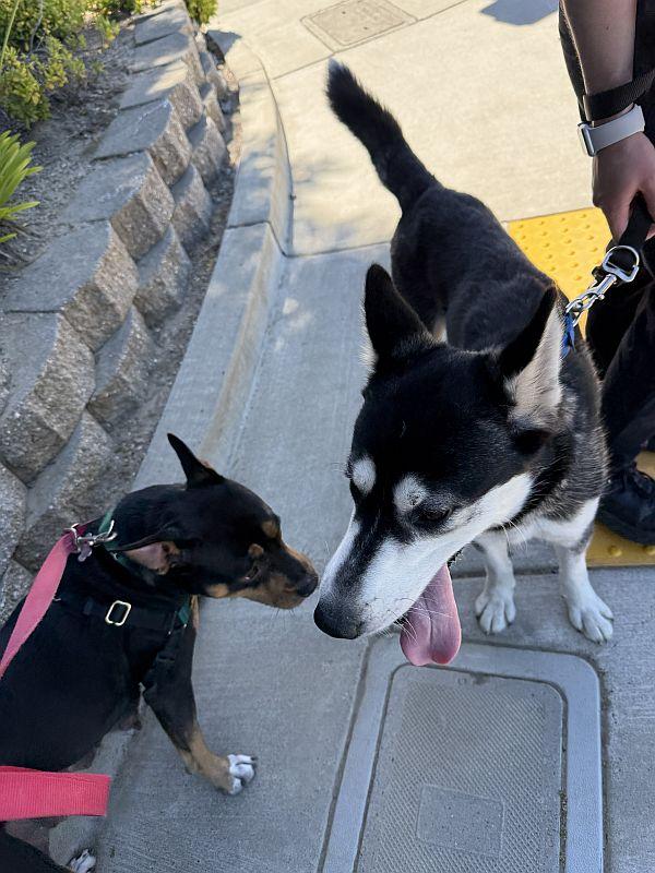 Arnold, an adopted Husky in Berkeley, CA image 2/6