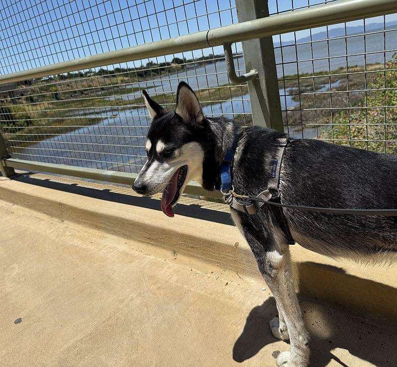 Arnold, an adopted Husky in Berkeley, CA image 5/6