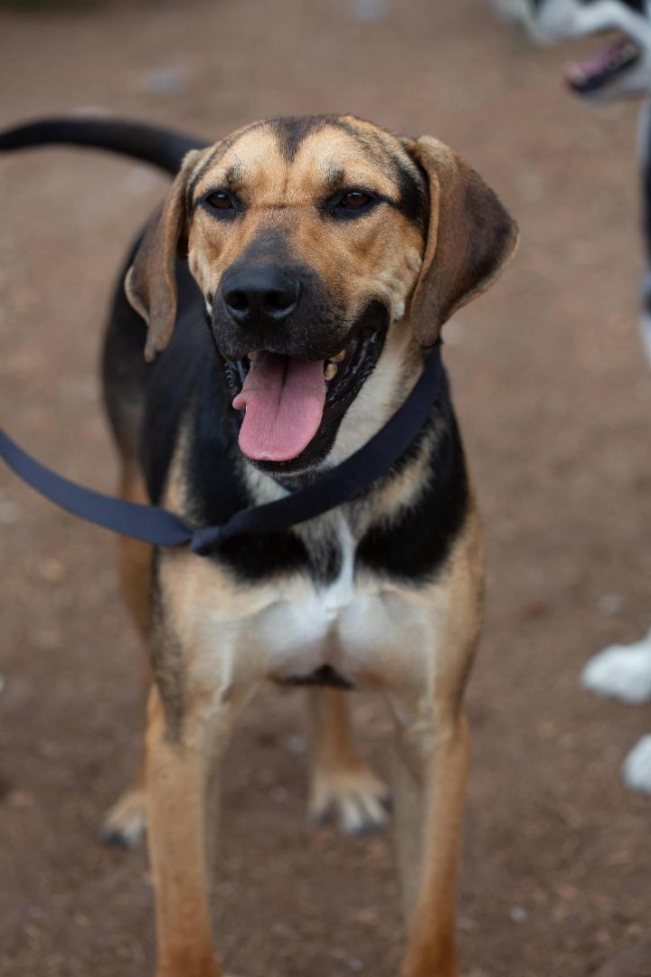 Parker, a Adoptable mixed breed in Millville, UT image 1/11