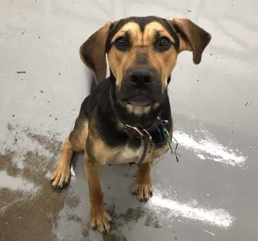 Parker, a Adoptable mixed breed in Millville, UT image 2/11