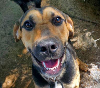 Parker, a Adoptable mixed breed in Millville, UT image 3/11