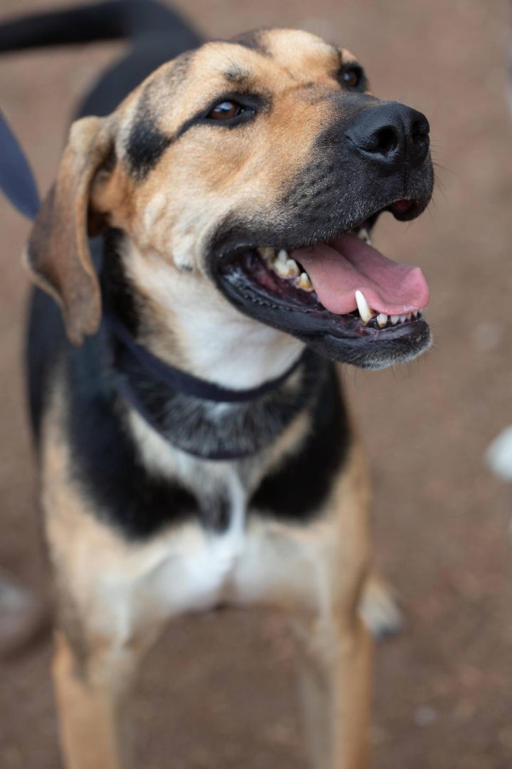 Parker, a Adoptable mixed breed in Millville, UT image 5/11