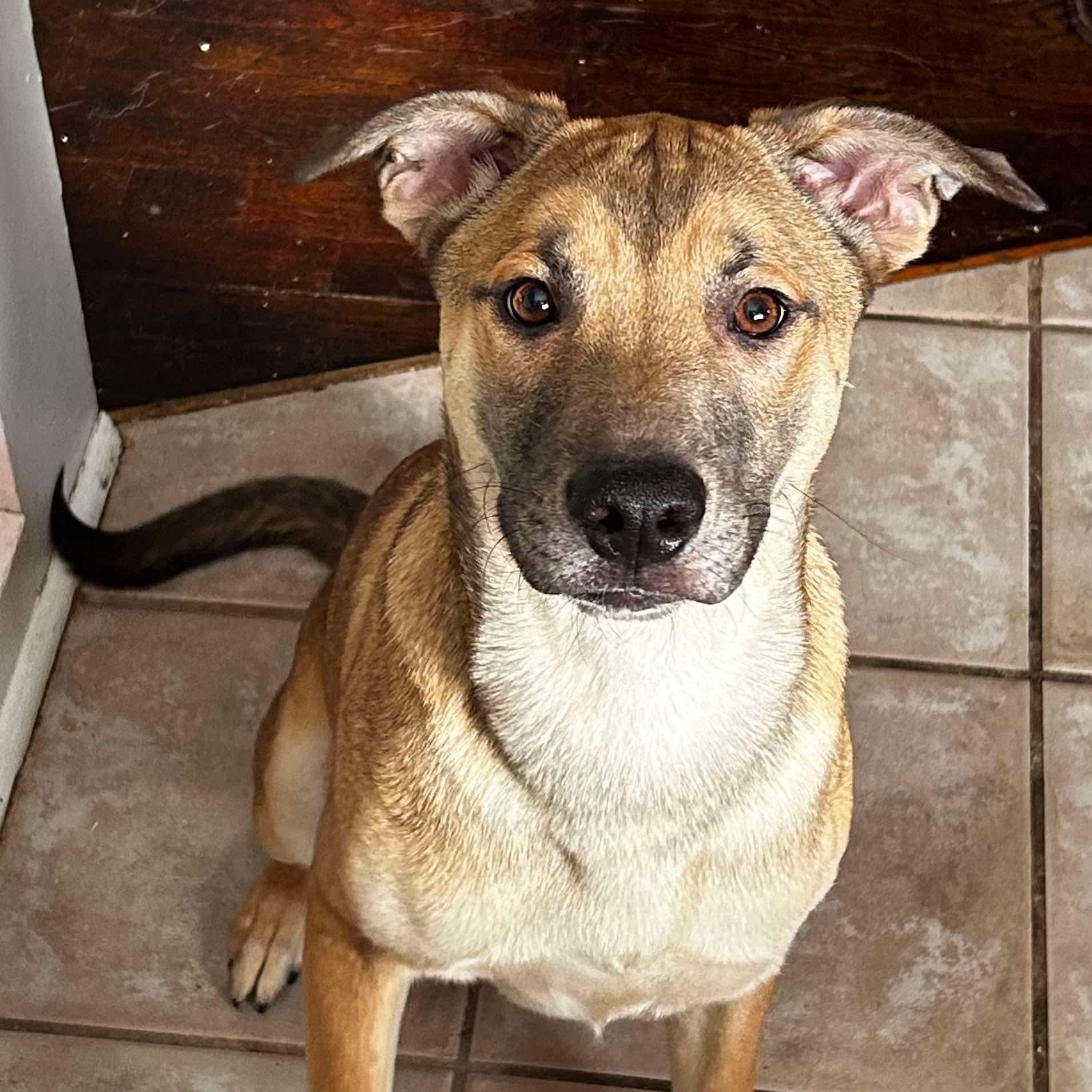 Gunner, Young Male Shepherd